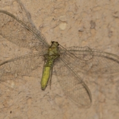 Chrysopidae (family) (Unidentified Green lacewing) at Higgins, ACT - 29 Apr 2022 by AlisonMilton