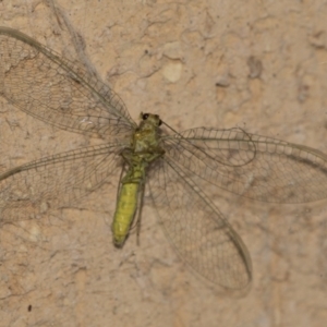 Chrysopidae (family) at Higgins, ACT - 29 Apr 2022 09:44 AM