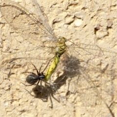 Chrysopidae (family) at Higgins, ACT - 29 Apr 2022 09:44 AM