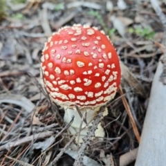 Amanita muscaria (Fly Agaric) at Isaacs Ridge - 30 Apr 2022 by Mike