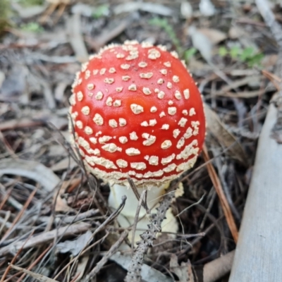 Amanita muscaria (Fly Agaric) at Isaacs Ridge and Nearby - 30 Apr 2022 by Mike