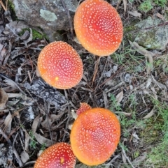 Amanita muscaria at Jerrabomberra, ACT - 30 Apr 2022 04:47 PM