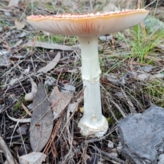 Amanita muscaria at Jerrabomberra, ACT - 30 Apr 2022 04:47 PM