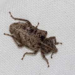 Listroderes difficilis (Vegetable weevil) at Higgins, ACT - 28 Apr 2022 by AlisonMilton