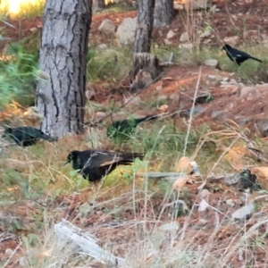 Corcorax melanorhamphos at Jerrabomberra, ACT - 30 Apr 2022