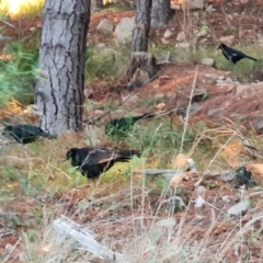 Corcorax melanorhamphos (White-winged Chough) at Isaacs Ridge and Nearby - 30 Apr 2022 by Mike