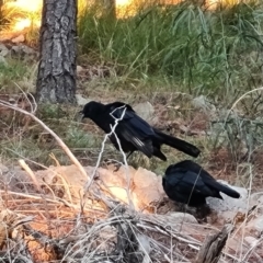 Corcorax melanorhamphos at Jerrabomberra, ACT - 30 Apr 2022