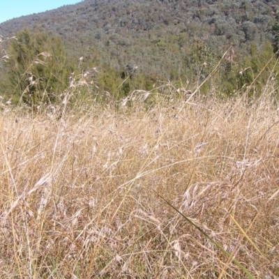 Themeda triandra (Kangaroo Grass) at Paddys River, ACT - 30 Apr 2022 by MatthewFrawley