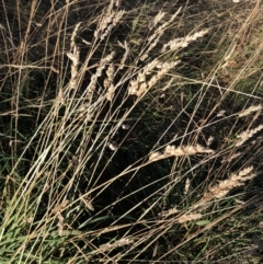 Dactylis glomerata (Cocksfoot) at Hughes Garran Woodland - 30 Apr 2022 by ruthkerruish