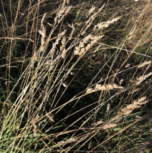 Dactylis glomerata at Garran, ACT - 30 Apr 2022