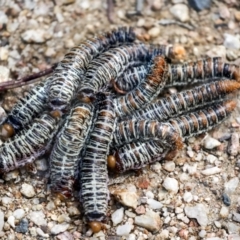 Perginae sp. (subfamily) (Unidentified pergine sawfly) at Coree, ACT - 10 Apr 2022 by AlisonMilton