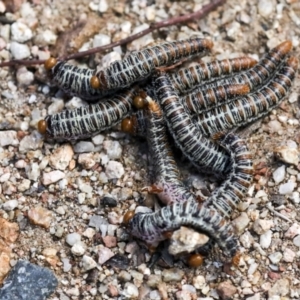 Perginae sp. (subfamily) at Coree, ACT - 10 Apr 2022