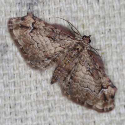 Chloroclystis approximata (Plumed or Cherry Looper) at O'Connor, ACT - 29 Apr 2022 by ibaird