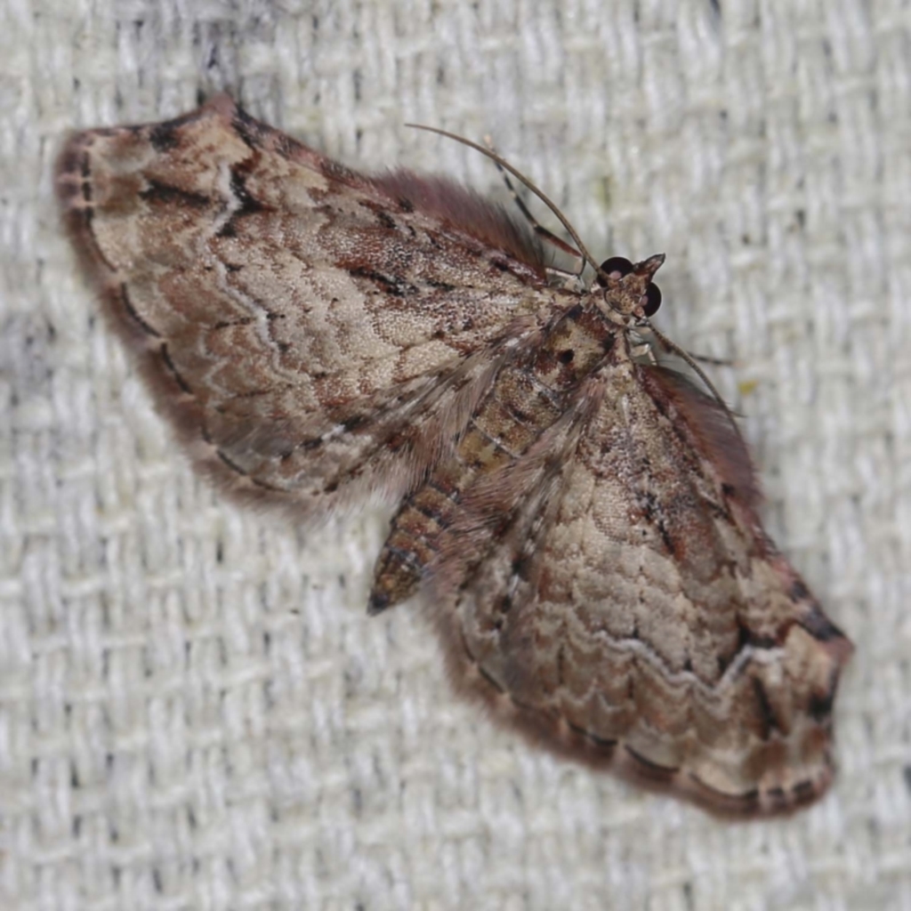Chloroclystis approximata at O'Connor, ACT - 29 Apr 2022