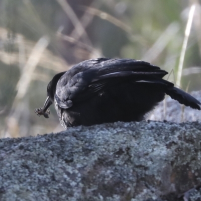 Corcorax melanorhamphos (White-winged Chough) at Hawker, ACT - 24 Apr 2022 by AlisonMilton