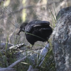 Corcorax melanorhamphos at Hawker, ACT - 24 Apr 2022