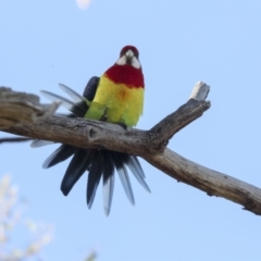 Platycercus eximius (Eastern Rosella) at Hawker, ACT - 24 Apr 2022 by AlisonMilton