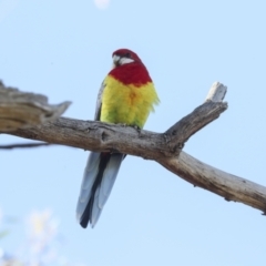 Platycercus eximius at Hawker, ACT - 24 Apr 2022