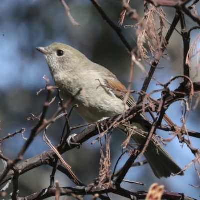 Pachycephala pectoralis (Golden Whistler) at Hawker, ACT - 24 Apr 2022 by AlisonMilton