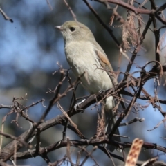 Pachycephala pectoralis at Hawker, ACT - 24 Apr 2022 11:51 AM