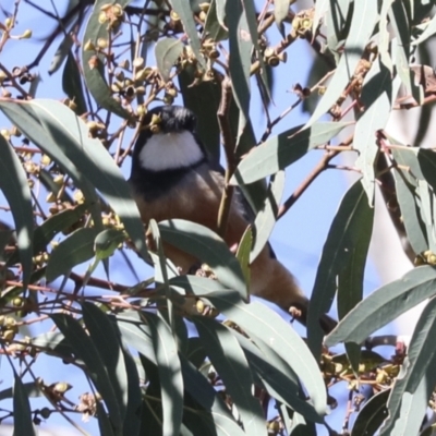 Pachycephala rufiventris (Rufous Whistler) at The Pinnacle - 24 Apr 2022 by AlisonMilton