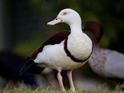 Radjah radjah (Radjah Shelduck) at Bawley Point, NSW - 30 Apr 2022 by BenHarvey