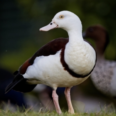 Radjah radjah (Radjah Shelduck) at Bawley Point, NSW - 30 Apr 2022 by BenHarvey