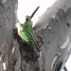 Lathamus discolor (Swift Parrot) at Katoomba Park, Campbell - 28 Apr 2022 by MargD