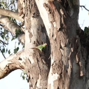 Lathamus discolor at Campbell, ACT - 29 Apr 2022