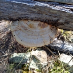 Truncospora ochroleuca at Cooma North Ridge Reserve - 30 Apr 2022 by mahargiani