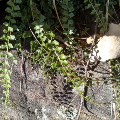 Asplenium flabellifolium (Necklace Fern) at Cooma North Ridge Reserve - 30 Apr 2022 by mahargiani