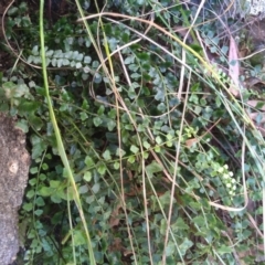 Asplenium flabellifolium at Cooma, NSW - 30 Apr 2022