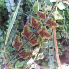 Asplenium flabellifolium at Cooma, NSW - 30 Apr 2022 03:14 PM