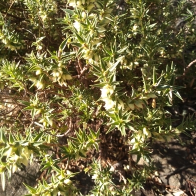 Melichrus urceolatus (Urn Heath) at Cooma North Ridge Reserve - 30 Apr 2022 by mahargiani