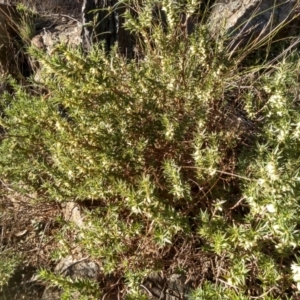 Melichrus urceolatus at Cooma, NSW - 30 Apr 2022