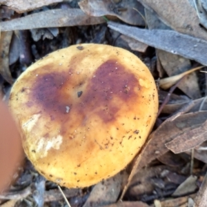 zz agaric (stem; gills white/cream) at Cooma, NSW - 30 Apr 2022