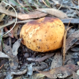 zz agaric (stem; gills white/cream) at Cooma, NSW - 30 Apr 2022
