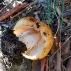zz agaric (stem; gills white/cream) at Cooma, NSW - 30 Apr 2022