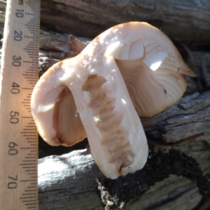 zz agaric (stem; gills white/cream) at Cooma, NSW - 30 Apr 2022