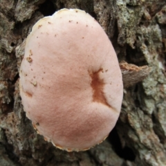 Unidentified Fungus (TBC) at South Durras, NSW - 22 Dec 2021 by Birdy