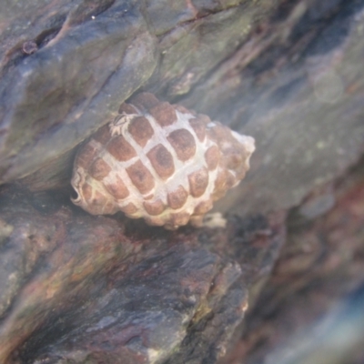 Tenguella marginalba (Mulberry shell) at Guerilla Bay, NSW - 20 Dec 2021 by Amata
