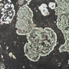 Unidentified Lichen (TBC) at South Durras, NSW - 22 Dec 2021 by Birdy