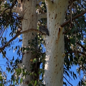 Podargus strigoides at Holt, ACT - 29 Apr 2022