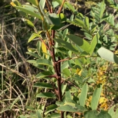 Gleditsia triacanthos (Honey Locust, Thorny Locust) at Hall, ACT - 23 Apr 2022 by Rosie