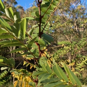 Gleditsia triacanthos at Hall, ACT - 23 Apr 2022