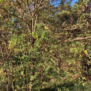 Gleditsia triacanthos at Hall, ACT - 23 Apr 2022