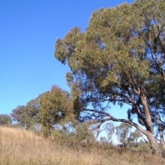 Eucalyptus bridgesiana (Apple Box) at Bullen Range - 30 Apr 2022 by MatthewFrawley