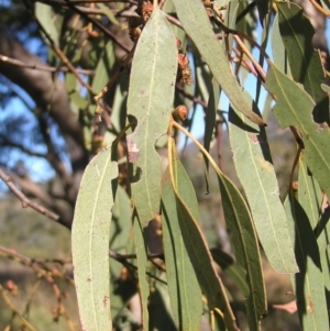 Eucalyptus bridgesiana at Bullen Range - 30 Apr 2022