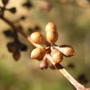 Eucalyptus bridgesiana at Bullen Range - 30 Apr 2022