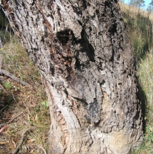 Eucalyptus bridgesiana at Paddys River, ACT - 30 Apr 2022